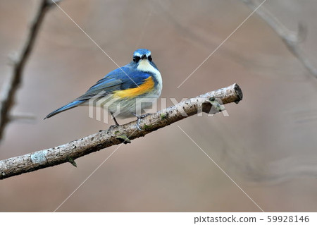 Wild bird at Yakushi-ike park Wild bird at Yakushi-ike park 59928146