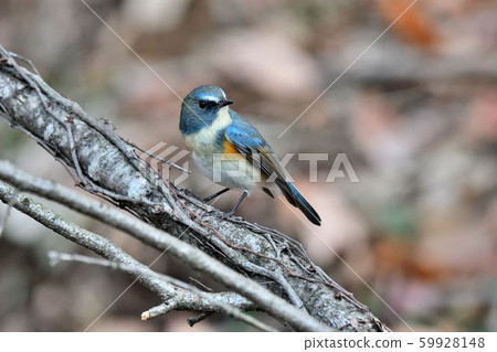 Wild bird at Yakushi-ike park Wild bird at Yakushi-ike park 59928148