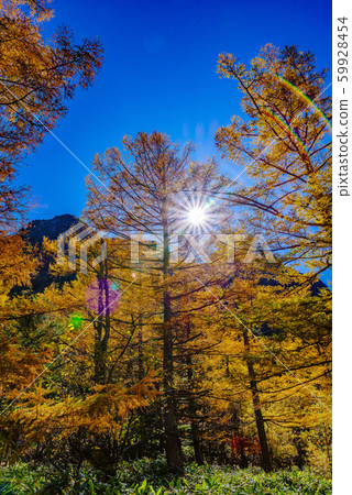 落葉鬆的秋葉[長野縣上高知] 59928454
