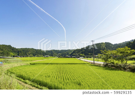 Summer sky and rice field Summer sky and rice field 59929135