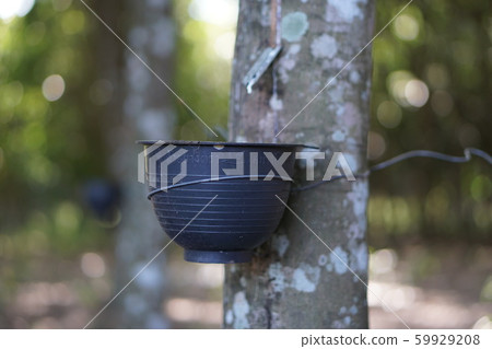 rubber plantation rubber plantation 59929208