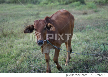 cow on the feild cow on the feild 59929216