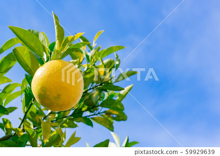 夏季橙色 59929639