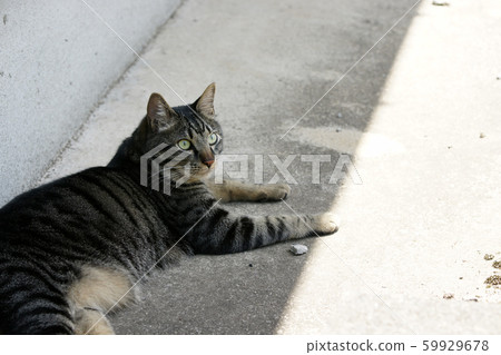 Tottori walks four seasons Love cat Tottori walks four seasons Love cat 59929678