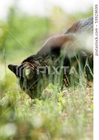 Tottori walks four seasons Love cat Tottori walks four seasons Love cat 59929699