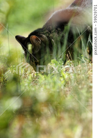 鳥取走了四季愛貓 59929701