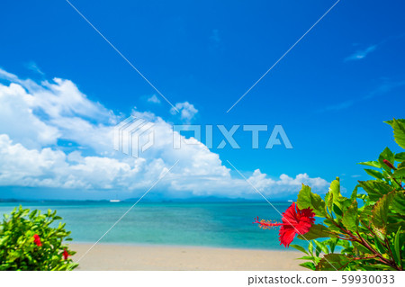 Hibiscus and the sea of Okinawa 59930033