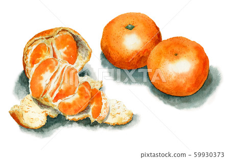 溫州橘子畫水彩 溫州橘子畫水彩 59930373