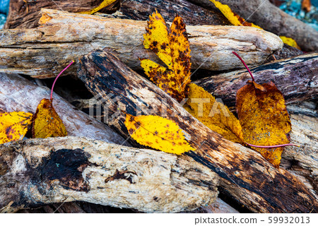 背景資料“浮木和落葉” 59932013