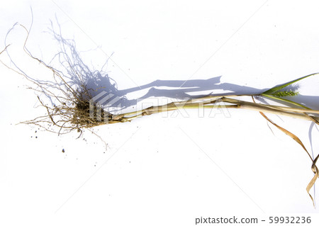 Foxtail Root 59932236