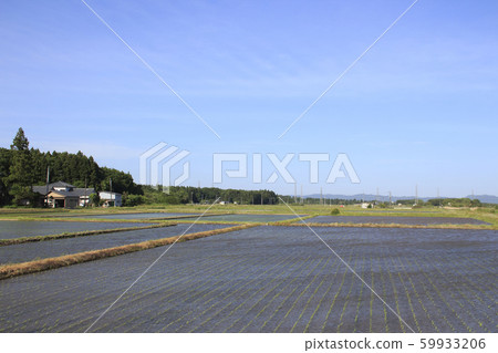 Rural scenery with strong winds (Umashita City, Niigata Prefecture) Rural scenery with strong winds (Umashita City, Niigata Prefecture) 59933206