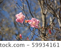 Red-tailed azalea 59934161