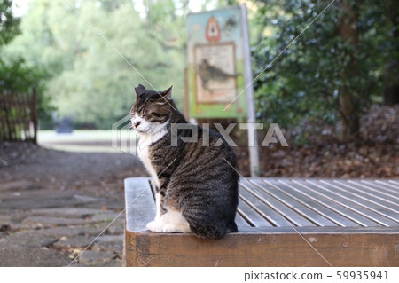 一隻貓 一隻貓 59935941