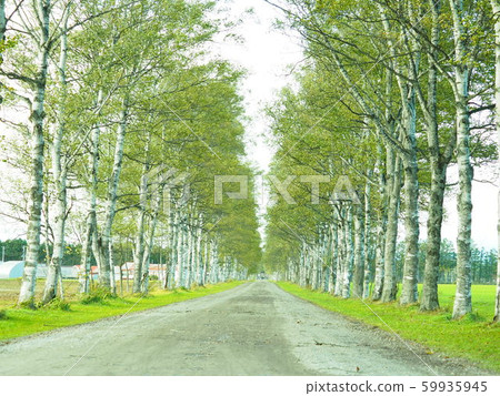 北海道十勝風光十勝牧場白樺樹 59935945