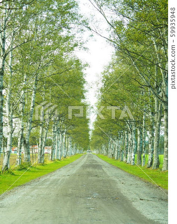 Hokkaido Tokachi Scenery Tokachi Ranch White Birch Trees Hokkaido Tokachi Scenery Tokachi Ranch White Birch Trees 59935948