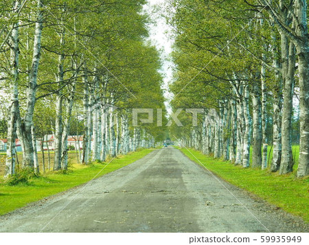 Hokkaido Tokachi Scenery Tokachi Ranch White Birch Trees Hokkaido Tokachi Scenery Tokachi Ranch White Birch Trees 59935949