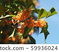 盛開的鮮花盛開 59936024
