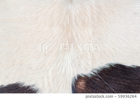 Texture of brown Cow or black cowhide animal real 59936264