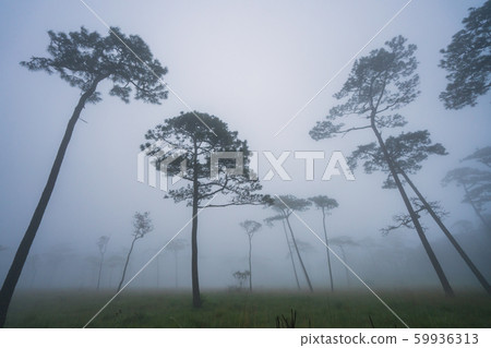Landscape pine tree forest in mist at Phu Soi dao 59936313