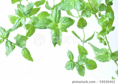 Spearmint 59936402