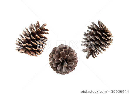 set of various pine cone trees isolated on white set of various pine cone trees isolated on white 59936944
