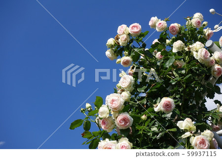 A rose in full bloom A rose in full bloom 59937115