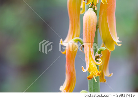 Aloe Vera flowers Aloe Vera flowers 59937419