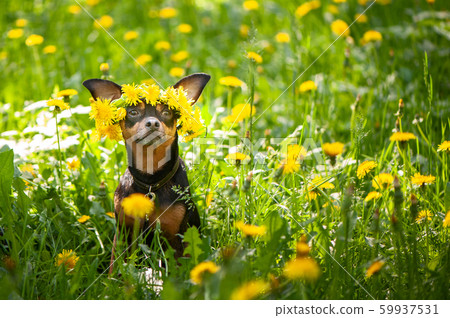 Cute puppy, dog in spring yellow colors Cute puppy, dog in spring yellow colors 59937531