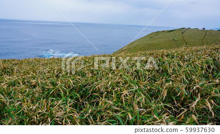 Miyakozaki no Sasant / Amami Oshima Miyakozaki no Sasant / Amami Oshima 59937630