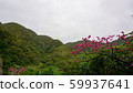 山和櫻花/ ami美大島 59937641