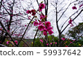 Hikanzakura / Am美大島 59937642