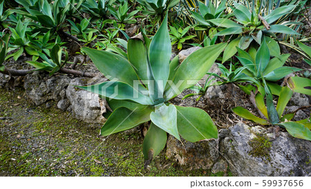 Roadside cactus 59937656
