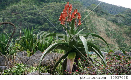 Flowered cactus Flowered cactus 59937658