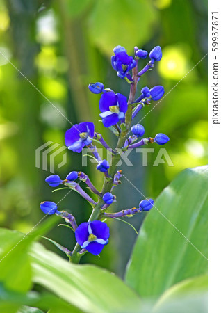 Dicoli Sandra Reginae Dicoli Sandra Reginae 59937871