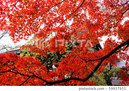 Fukuzo-in main hall and maple of autumn leaves (3) 59937931