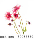 aquilegia flower on the white background 59938339