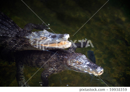 Couple Caiman ( Alligatoridae ) relax sleeping in the pond. Couple Caiman ( Alligatoridae ) relax sleeping in the pond. 59938359