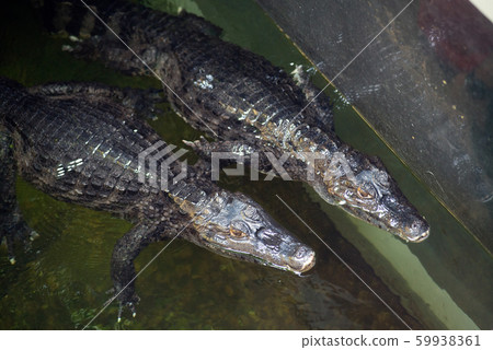Couple Caiman ( Alligatoridae ) relax sleeping in the pond. Couple Caiman ( Alligatoridae ) relax sleeping in the pond. 59938361