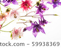 aquilegia flowers on the white background 59938369