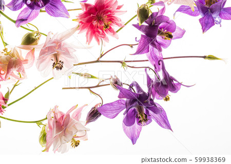 aquilegia flowers on the white background aquilegia flowers on the white background 59938369