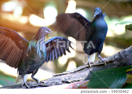 Colorful Nicobar Pigeon strolling down the pavement, side view seen from above, facing right, Thailand. Colorful Nicobar Pigeon strolling down the pavement, side view seen from above, facing right, Thailand. 59938462