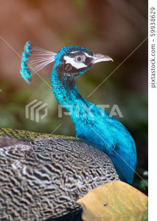 Beautiful Indian peafowl - Pavo cristatus - male (peacock) walking on the roof. Vibrant colors. Beauty in nature. Colored bird. Head with crown. Beautiful Indian peafowl - Pavo cristatus - male (peacock) walking on the roof. Vibrant colors. Beauty in nature. Colored bird. Head with crown. 59938629