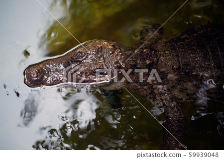 Alone Caiman ( Alligatoridae ) relax sleeping in the pond. Alone Caiman ( Alligatoridae ) relax sleeping in the pond. 59939048
