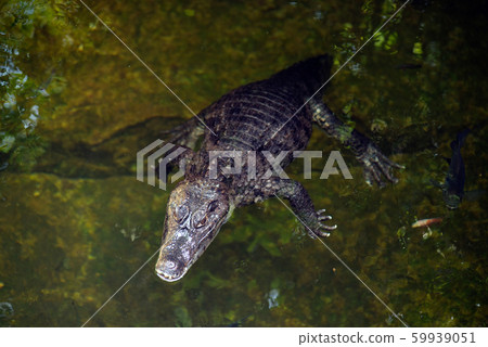 Alone Caiman ( Alligatoridae ) relax sleeping in the pond. Alone Caiman ( Alligatoridae ) relax sleeping in the pond. 59939051