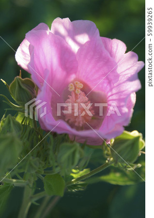 芙蓉 芙蓉 59939265