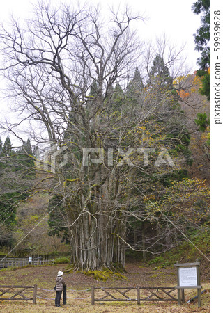 伊藤的大假髮（兵庫縣朝來市和歌山町） 59939628