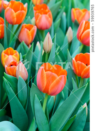 Orange tulip blossom in field Orange tulip blossom in field 59939765