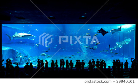 沖繩美麗海水族館黑潮 59940101