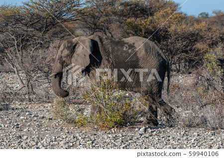 Closeup of an African Elephant Passing By Closeup of an African Elephant Passing By 59940106