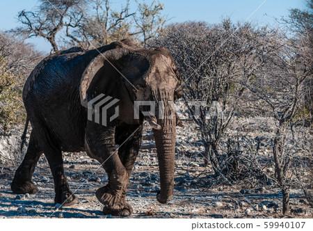 Closeup of an African Elephant Passing By 59940107